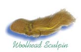 Description: C:\Users\Owner\Documents\Alaska fly Fishing Web Site 2007\images\WoolheadSculpin.jpg